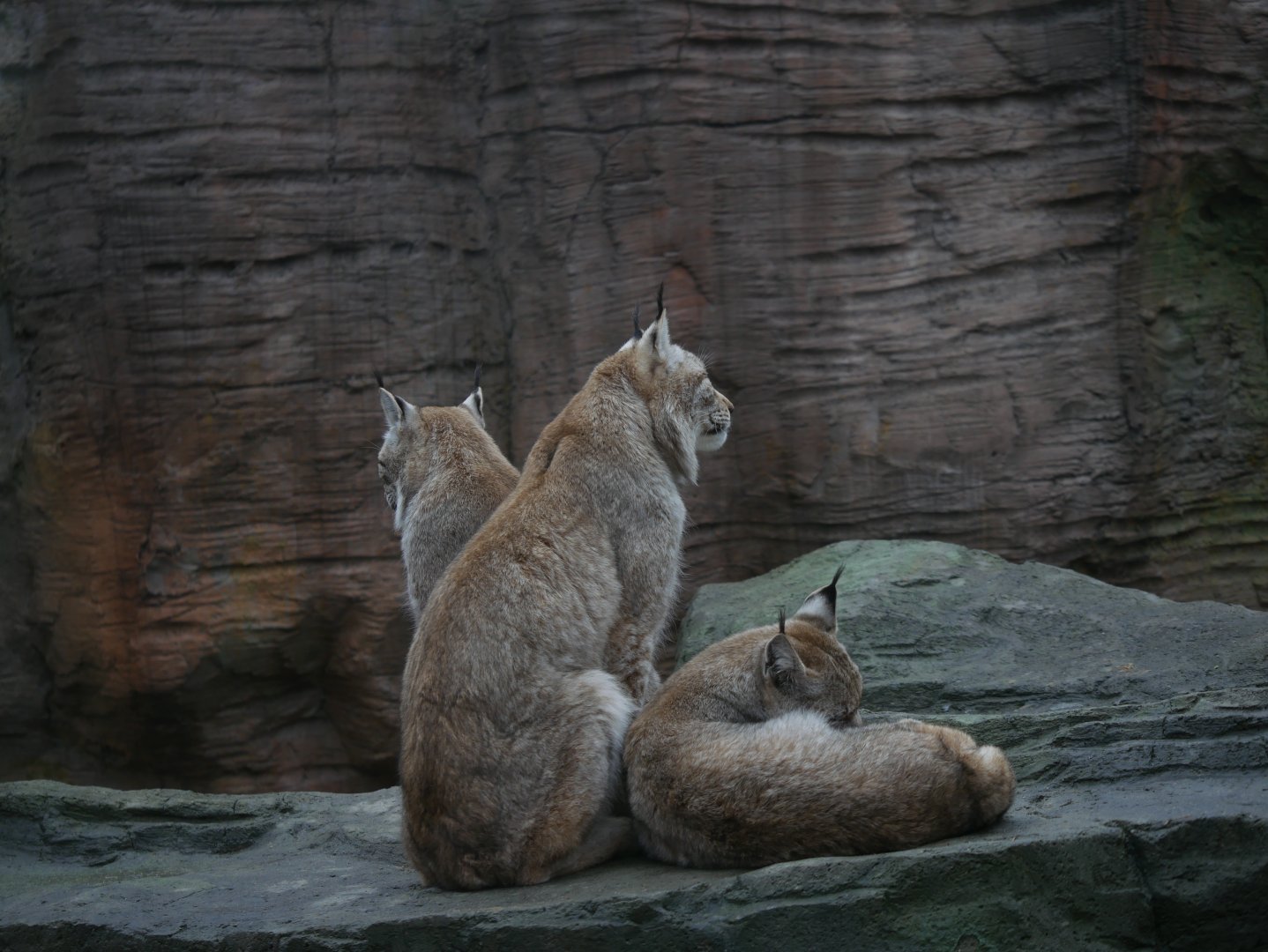 Eurasian lynx