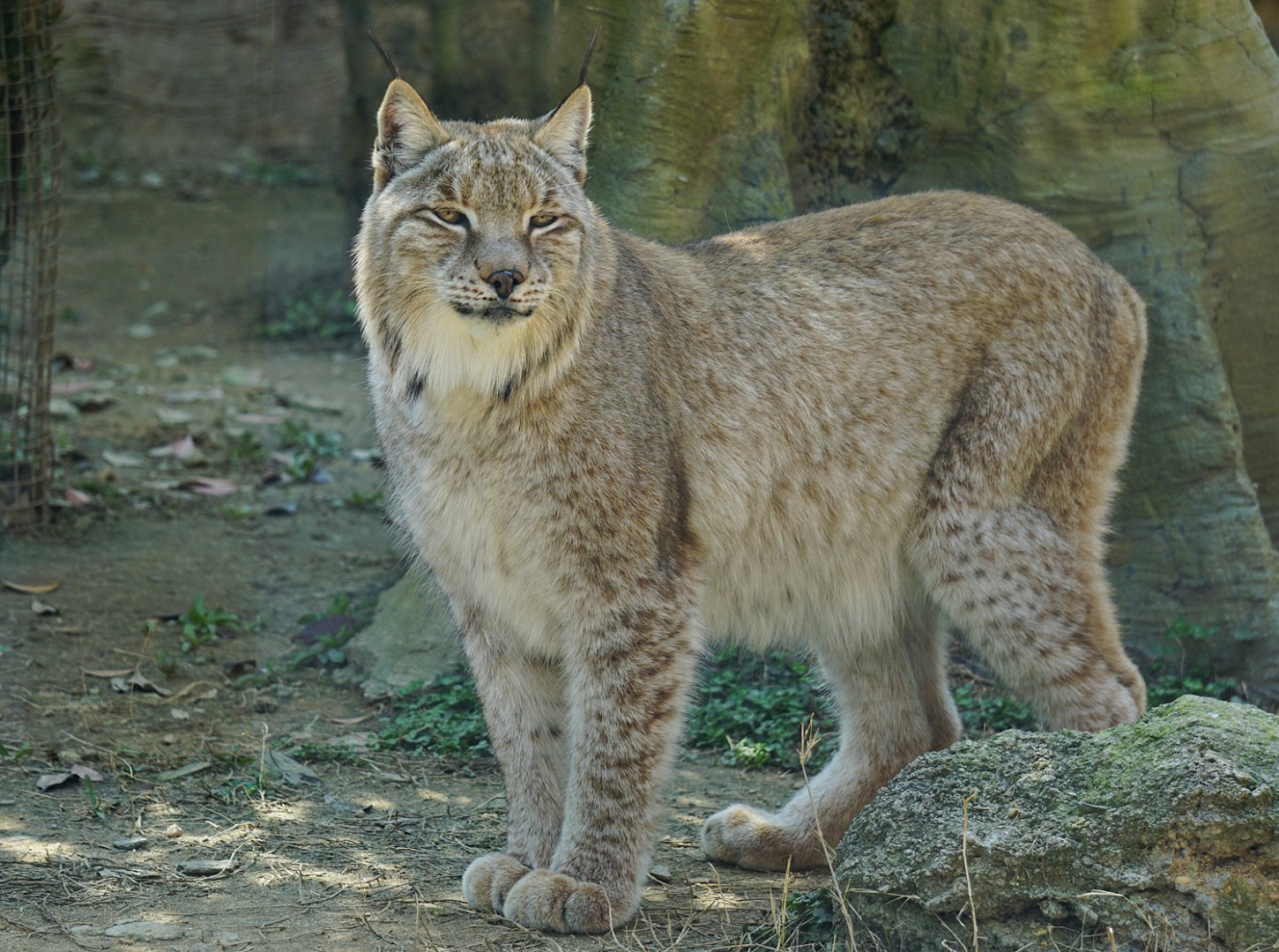 Eurasian lynx