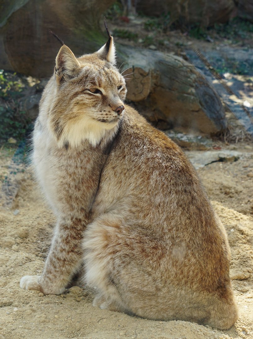 Eurasian lynx