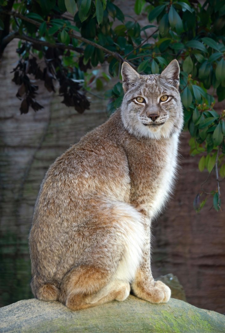 Eurasian lynx