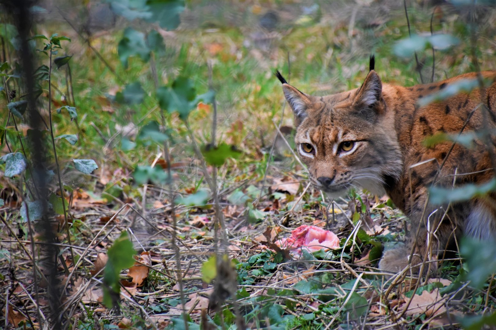Eurasian lynx