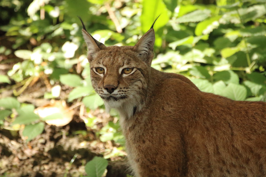 Eurasian Lynx