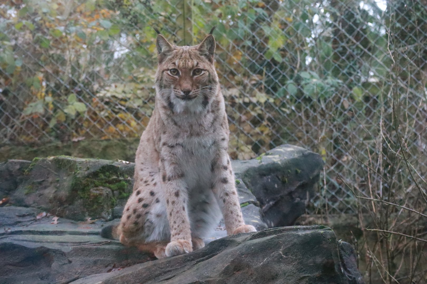 Eurasian lynx