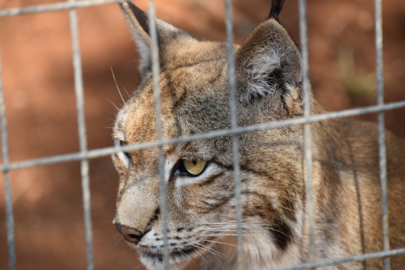 Eurasian lynx
