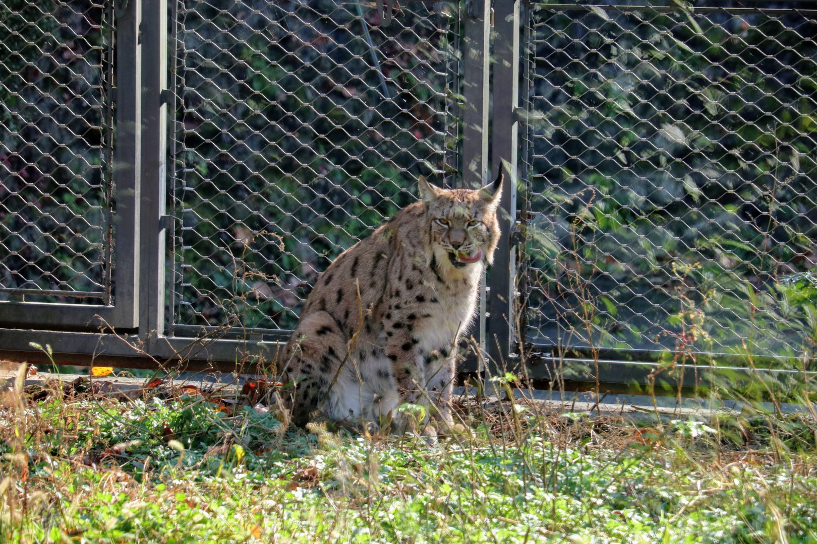 Eurasian Lynx