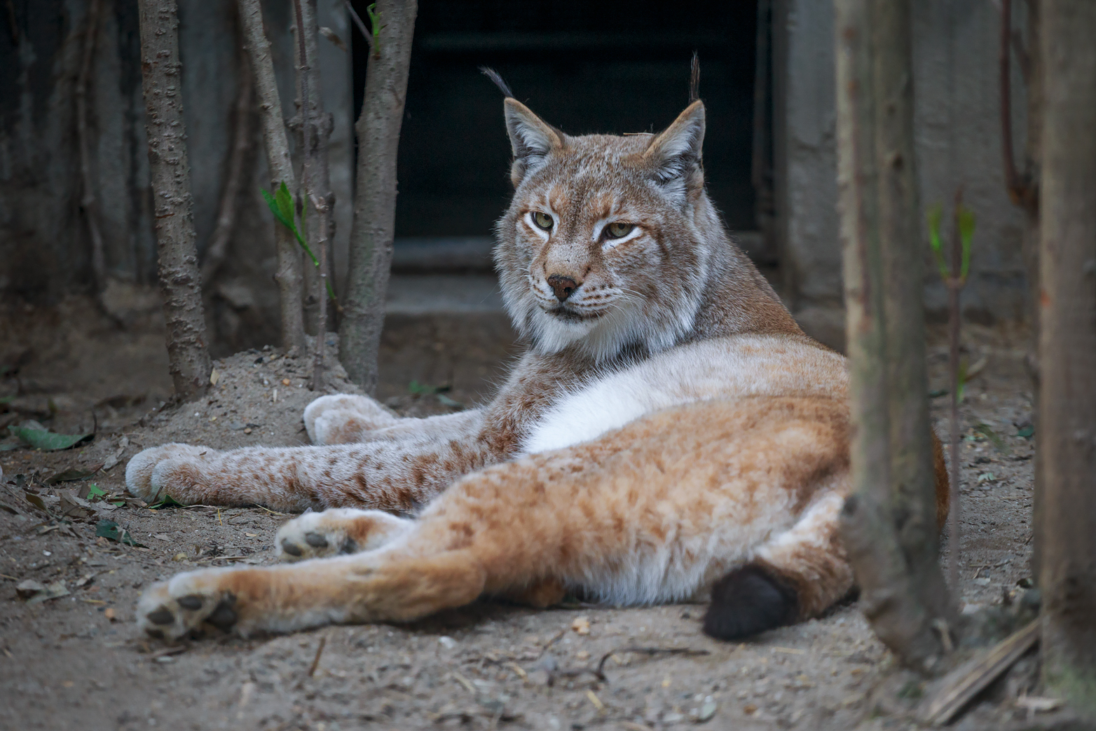 Eurasian lynx
