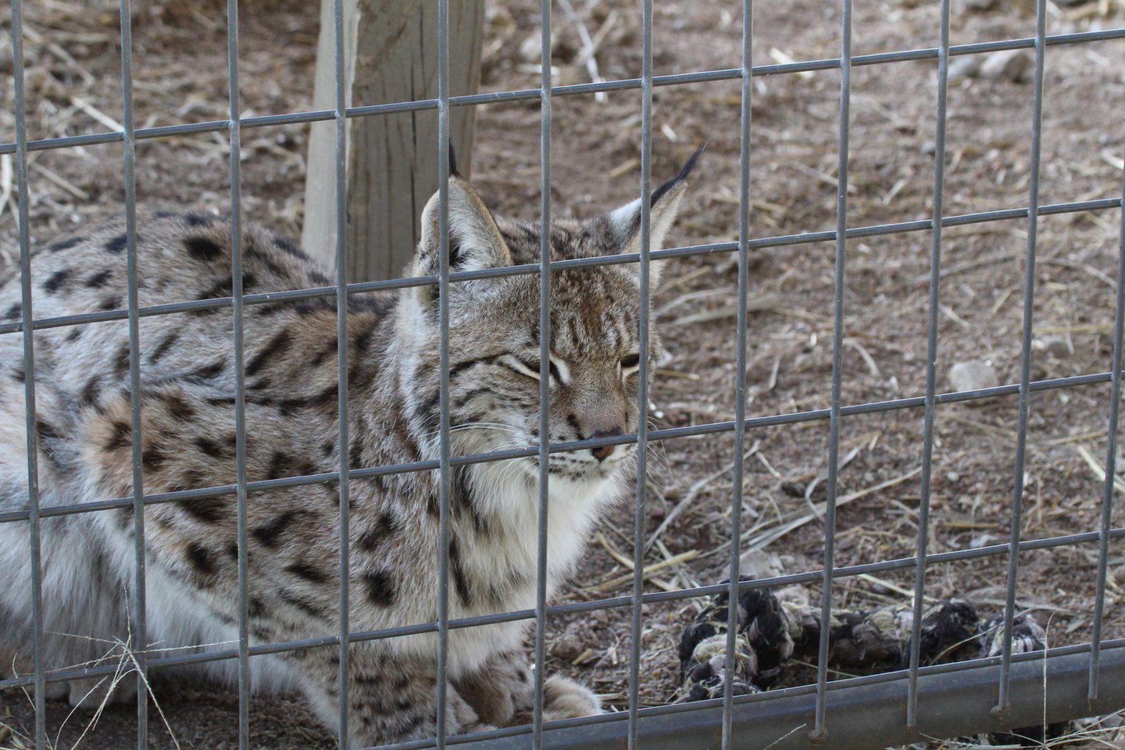 Eurasian Lynx