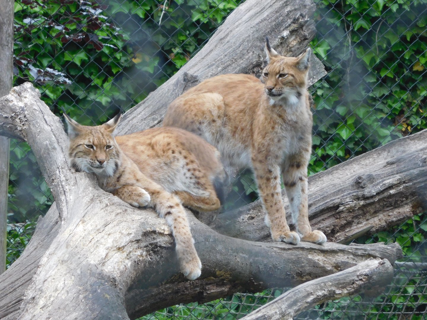 Eurasian lynx