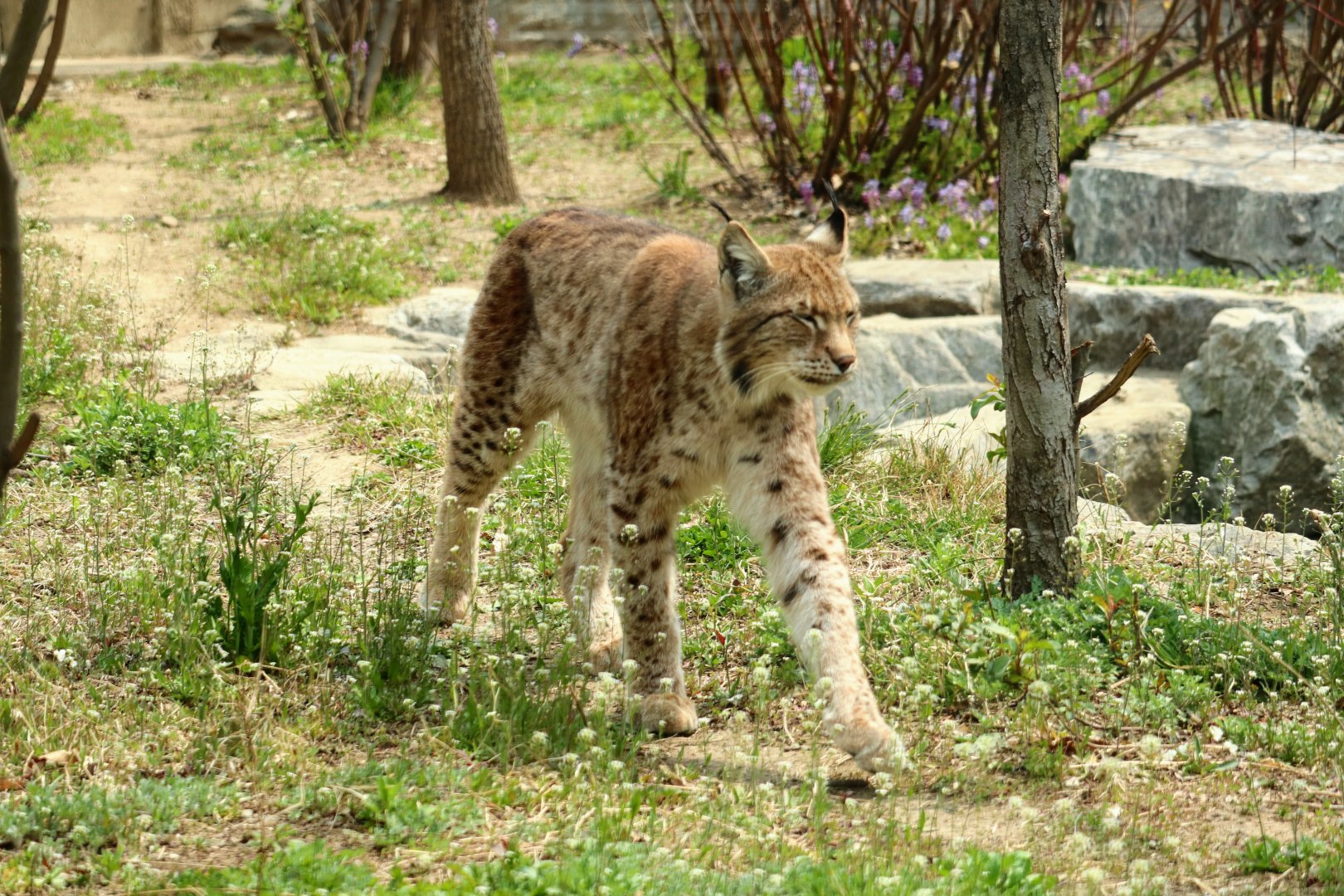 Eurasian Lynx
