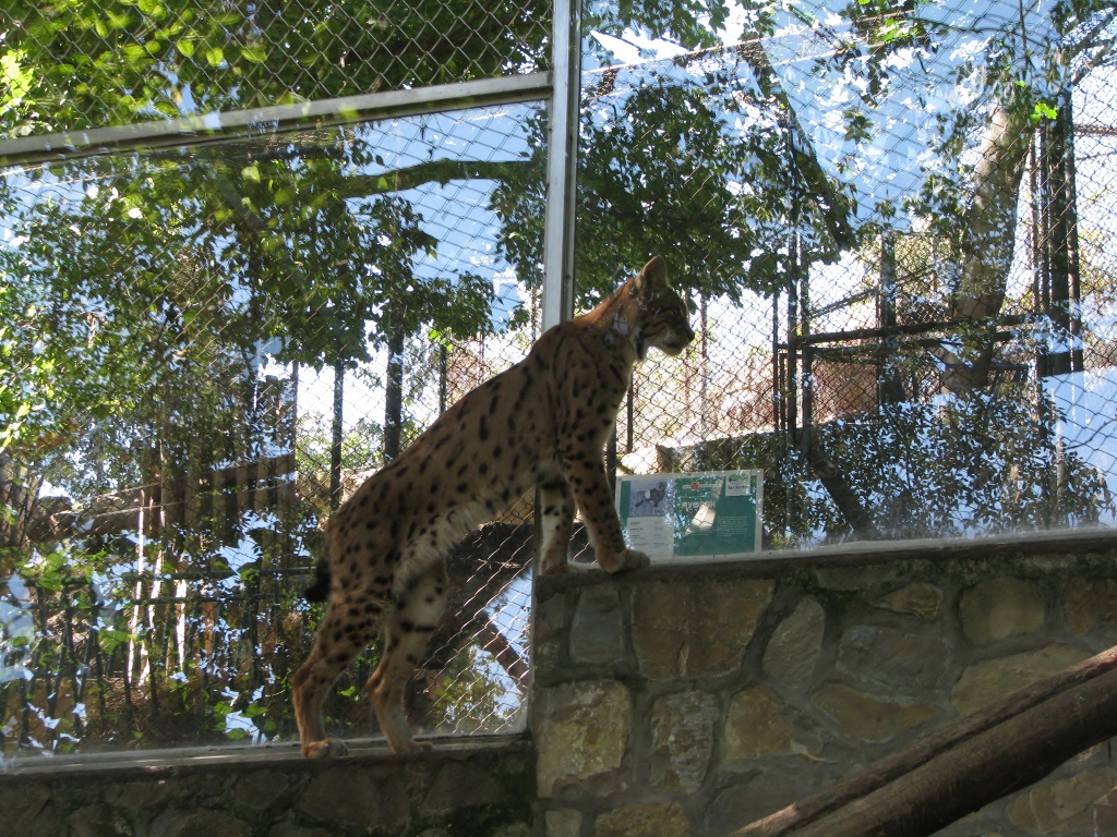Eurasian lynx