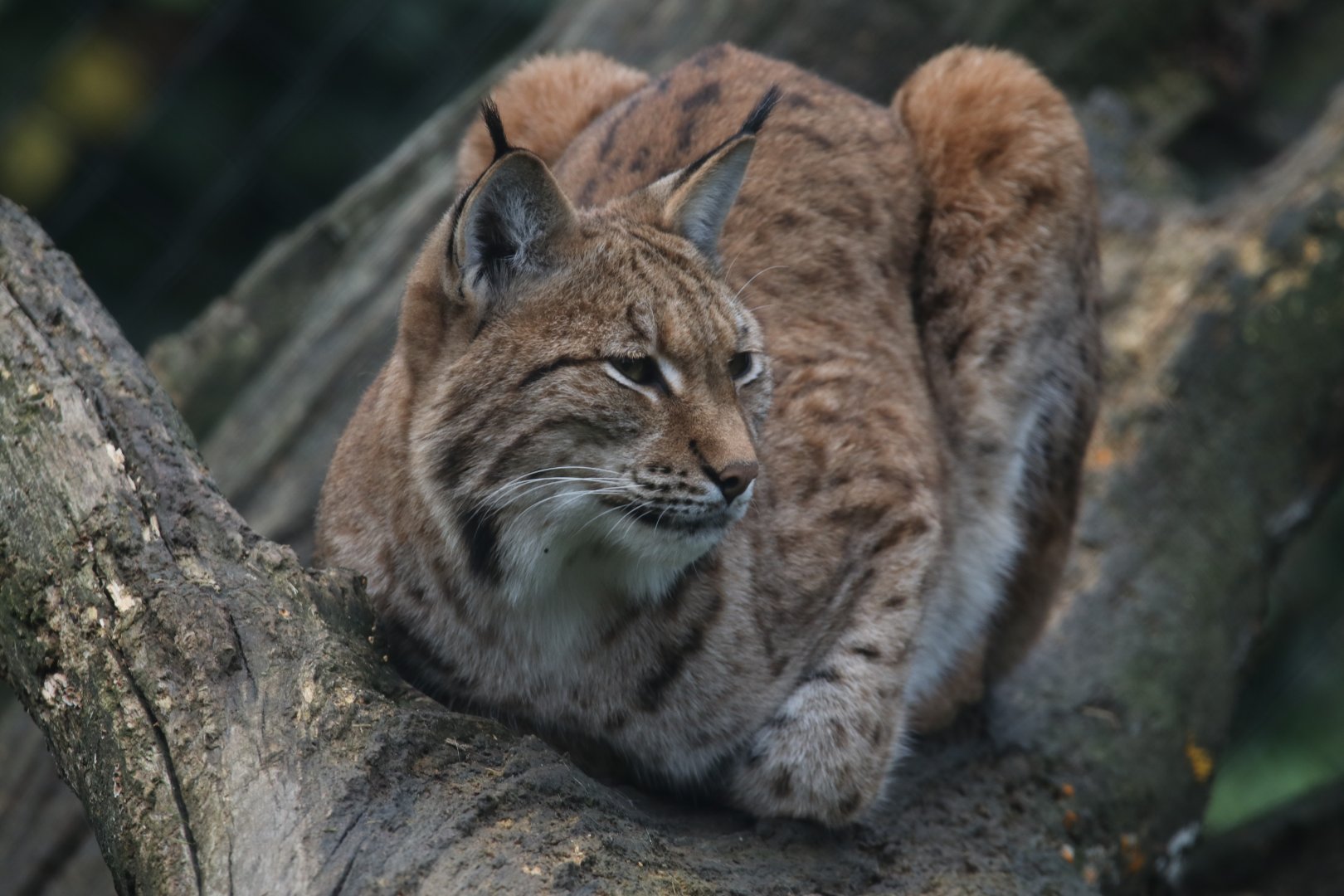 Eurasian Lynx