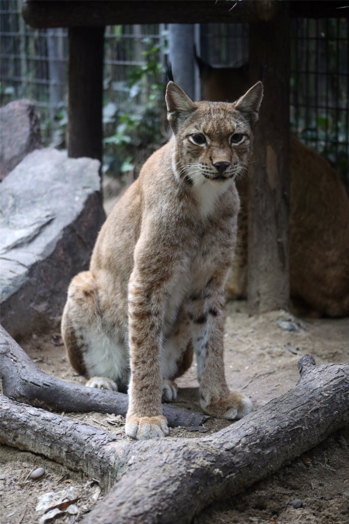 Eurasian Lynx