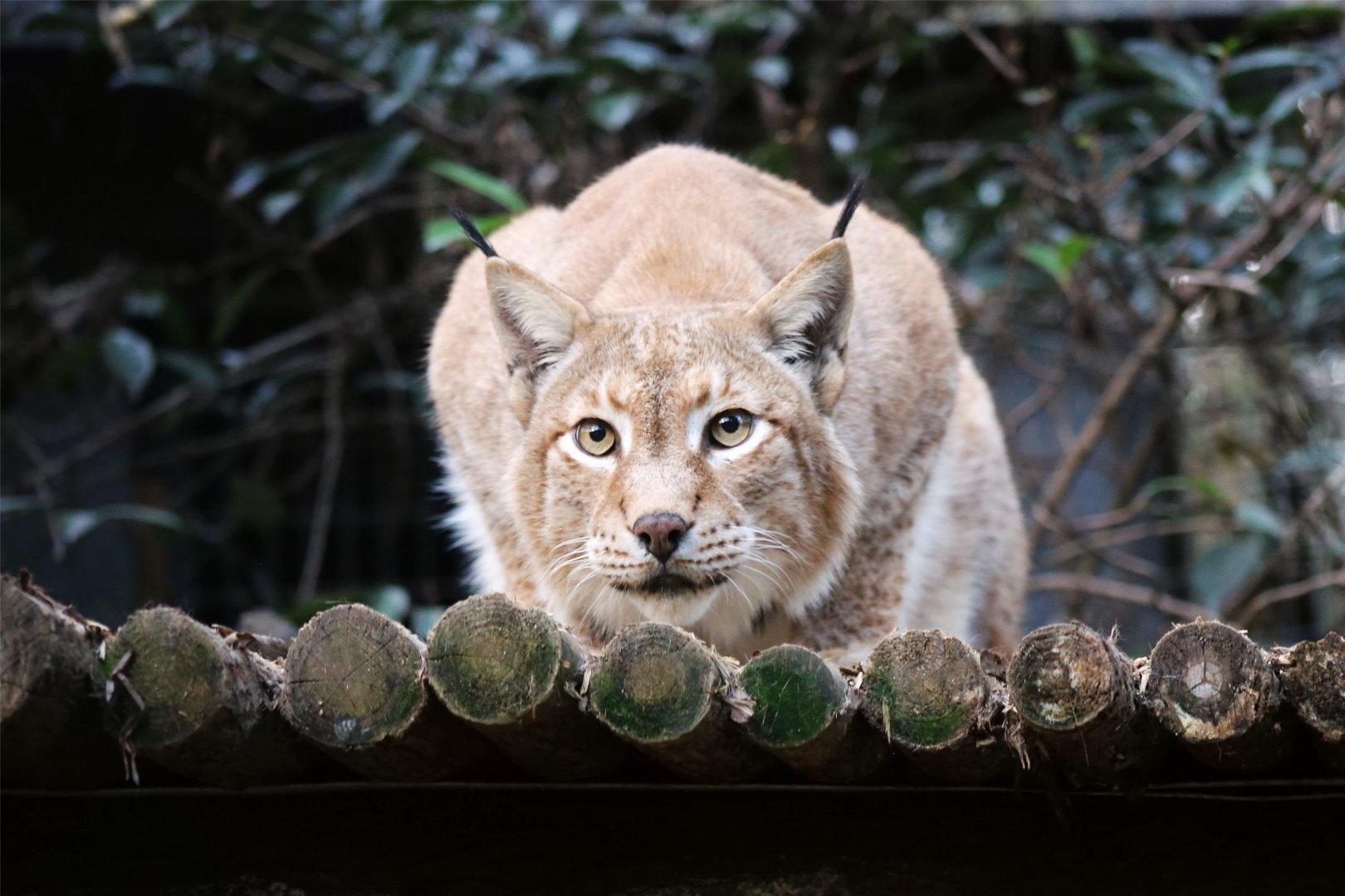 Eurasian Lynx