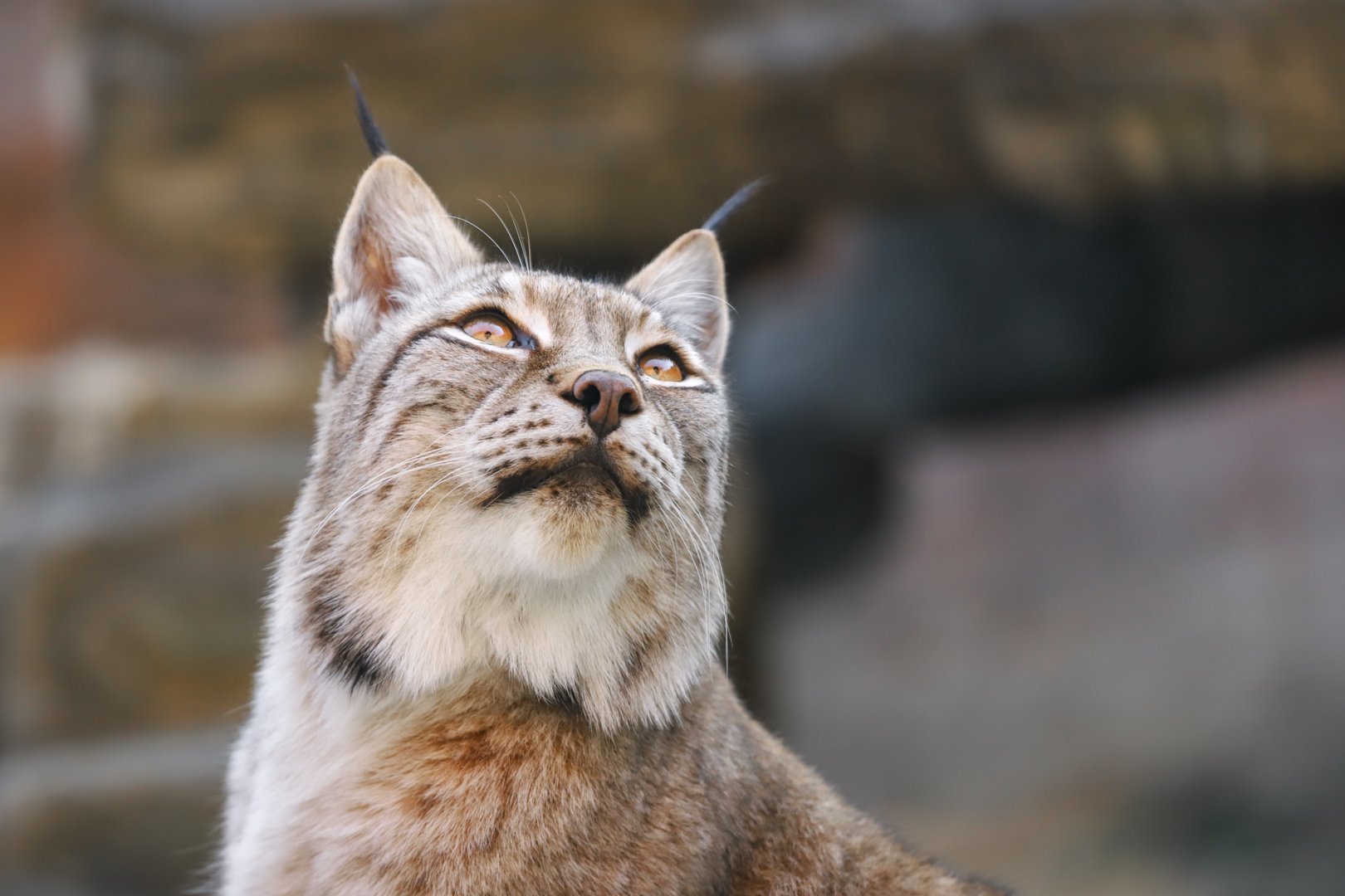 Eurasian lynx