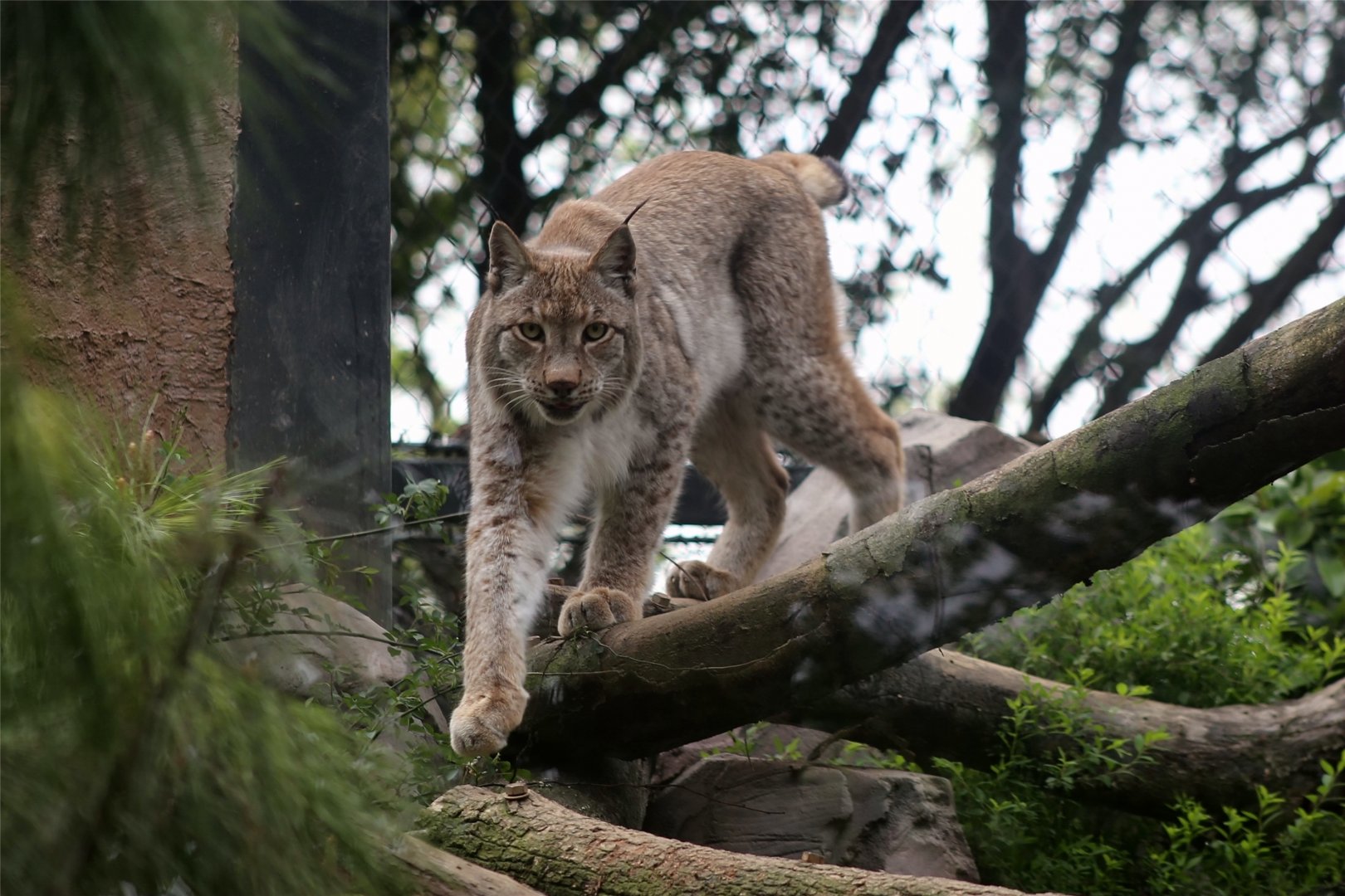 Eurasian Lynx