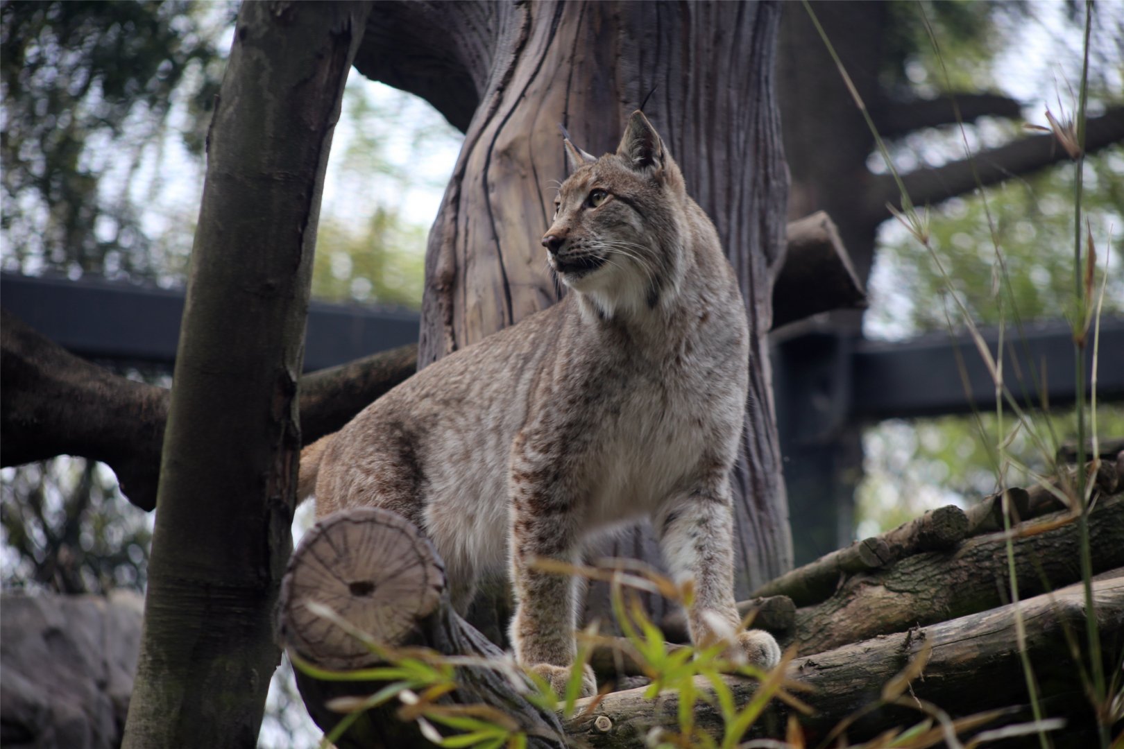 Eurasian Lynx