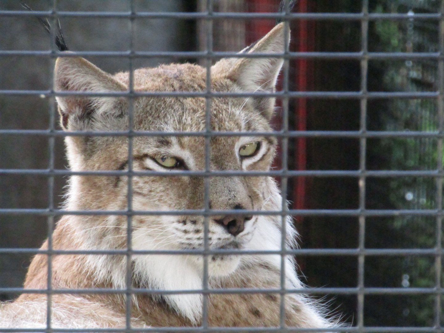 Eurasian Lynx