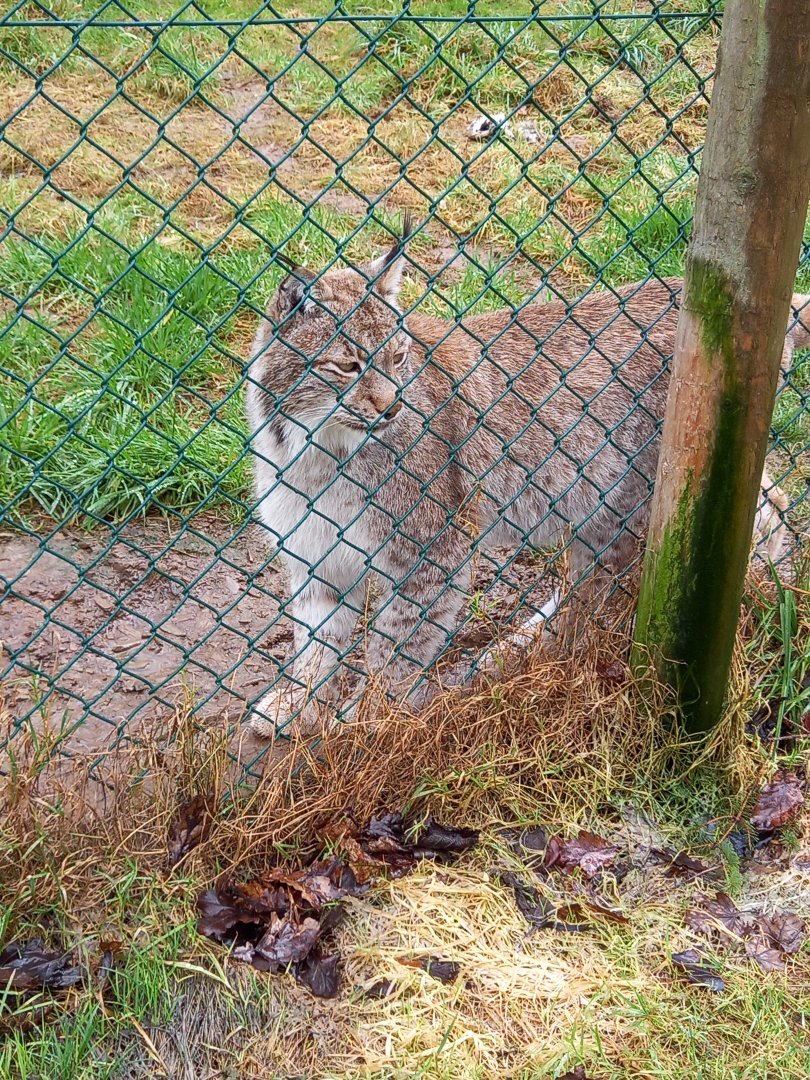 Eurasian Lynx