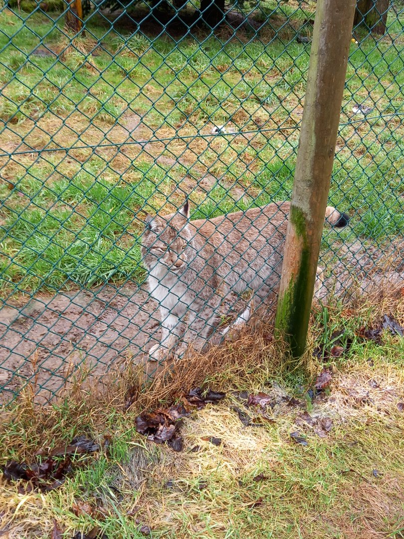 Eurasian Lynx