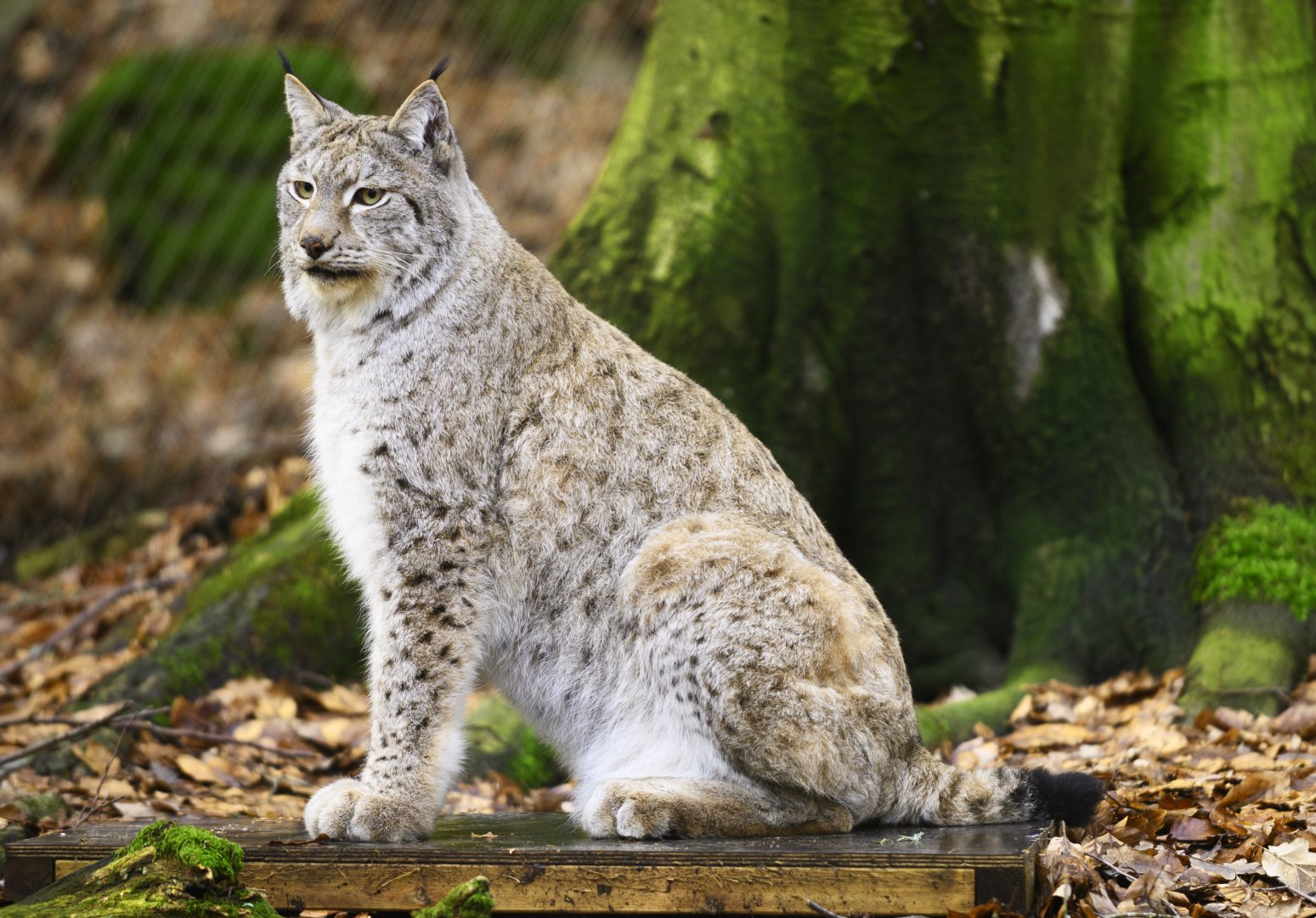 Eurasian Lynx