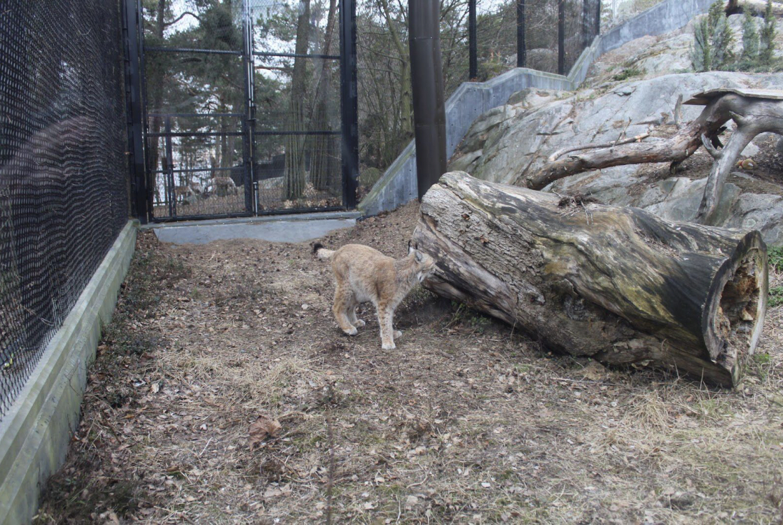 Eurasian lynx