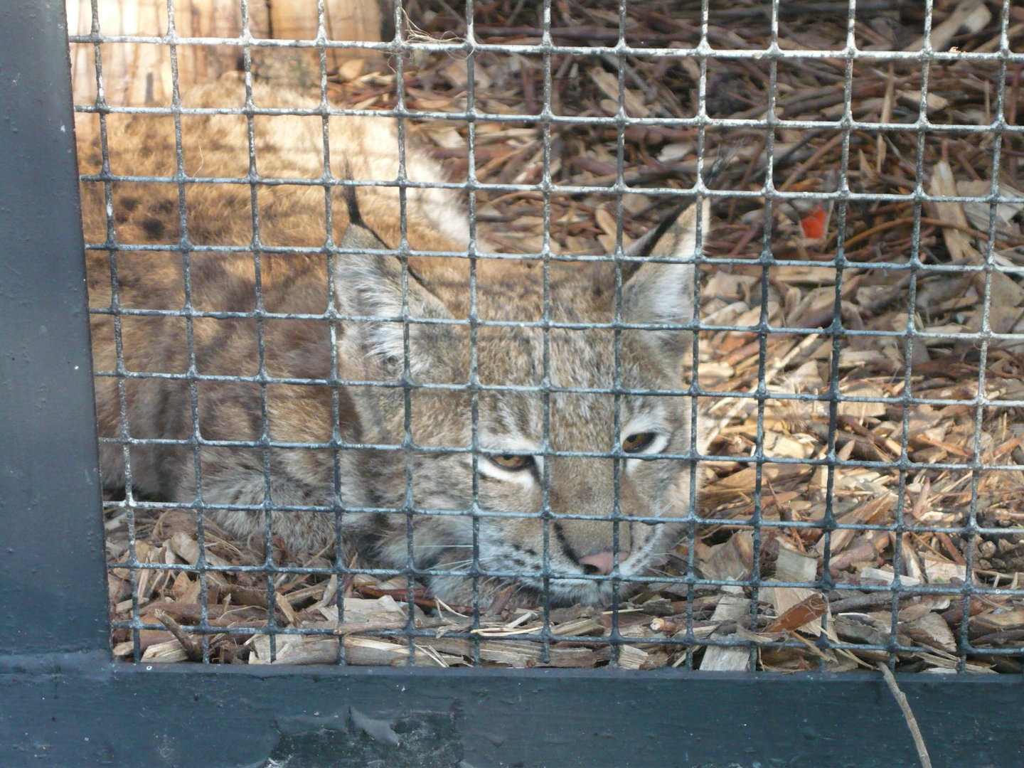 Eurasian lynx
