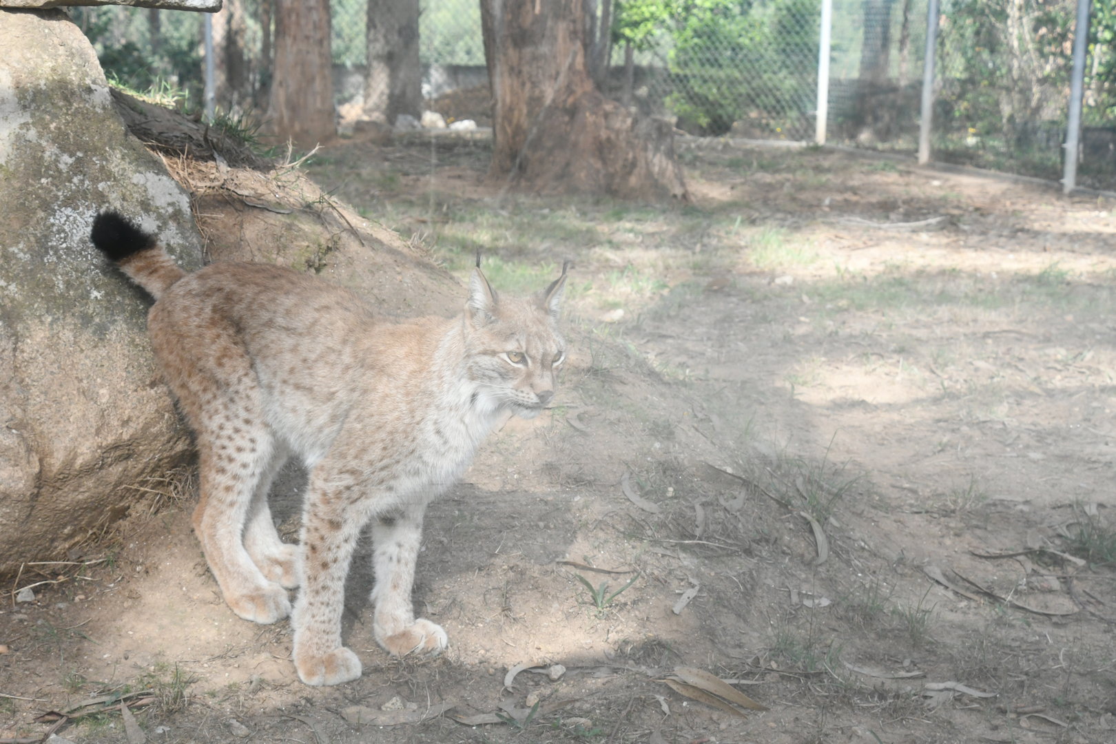 Eurasian Lynx