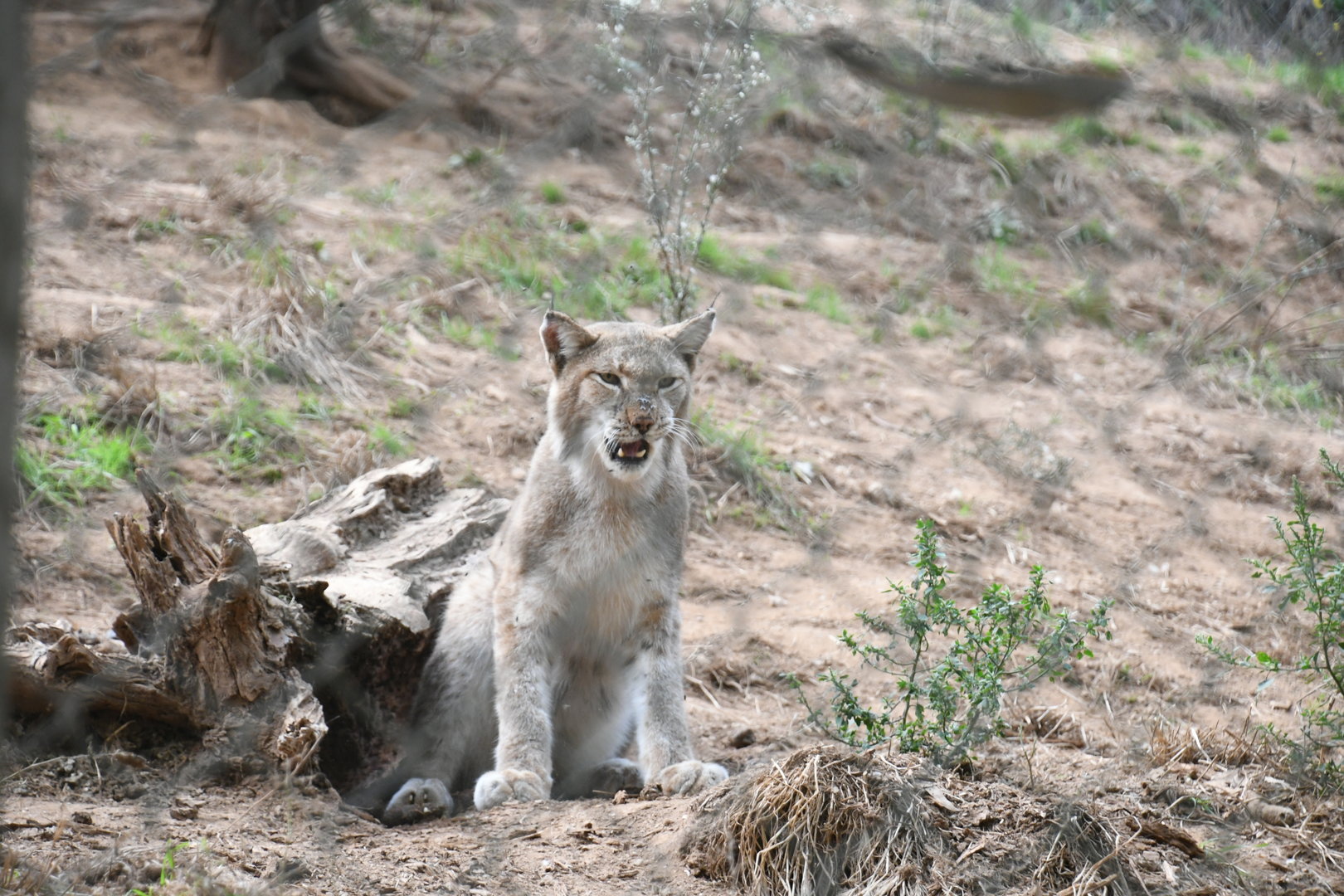 Eurasian Lynx