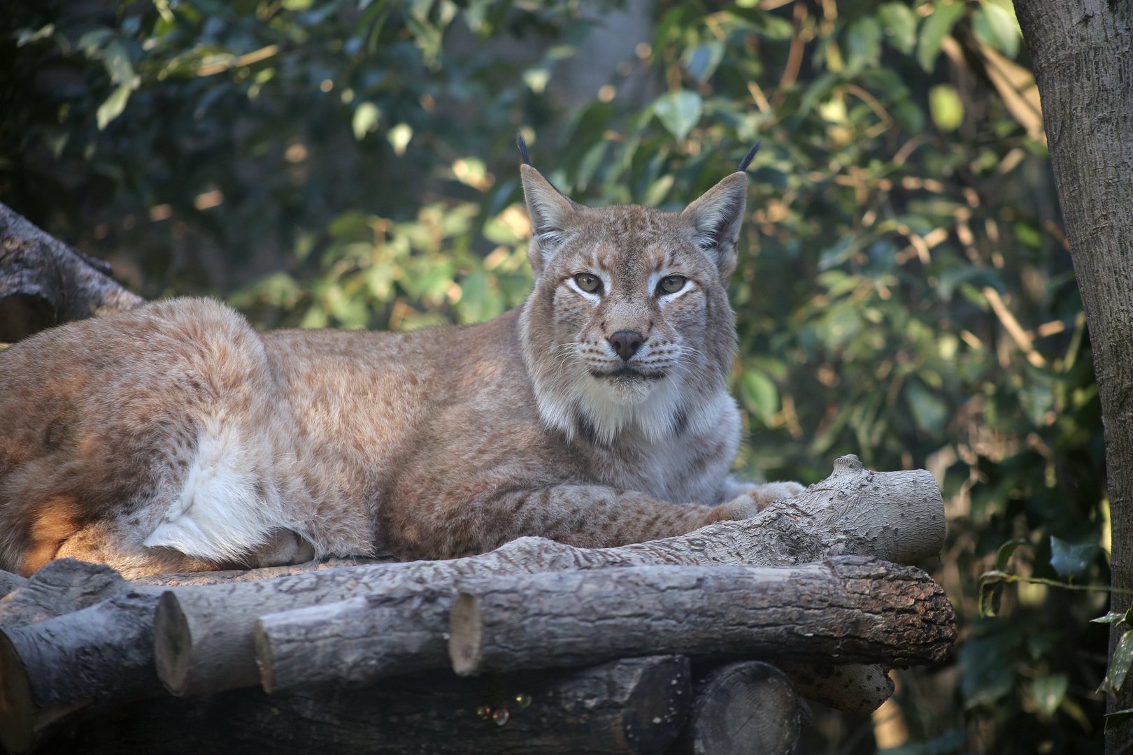 Eurasian Lynx
