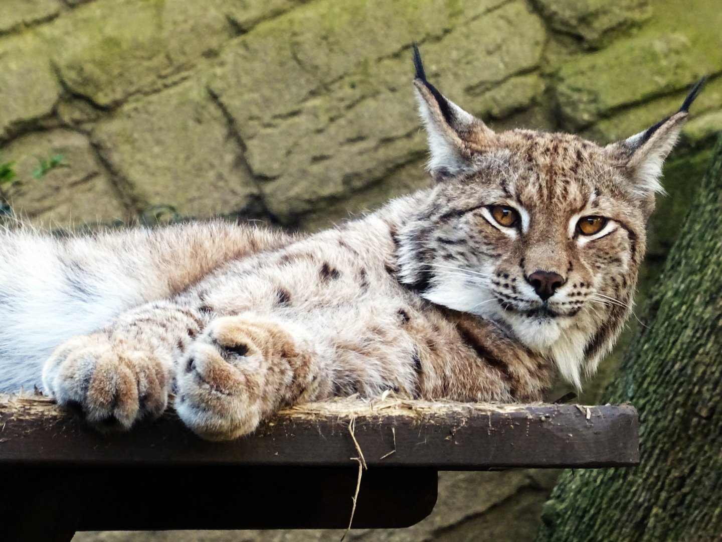 Eurasian Lynx