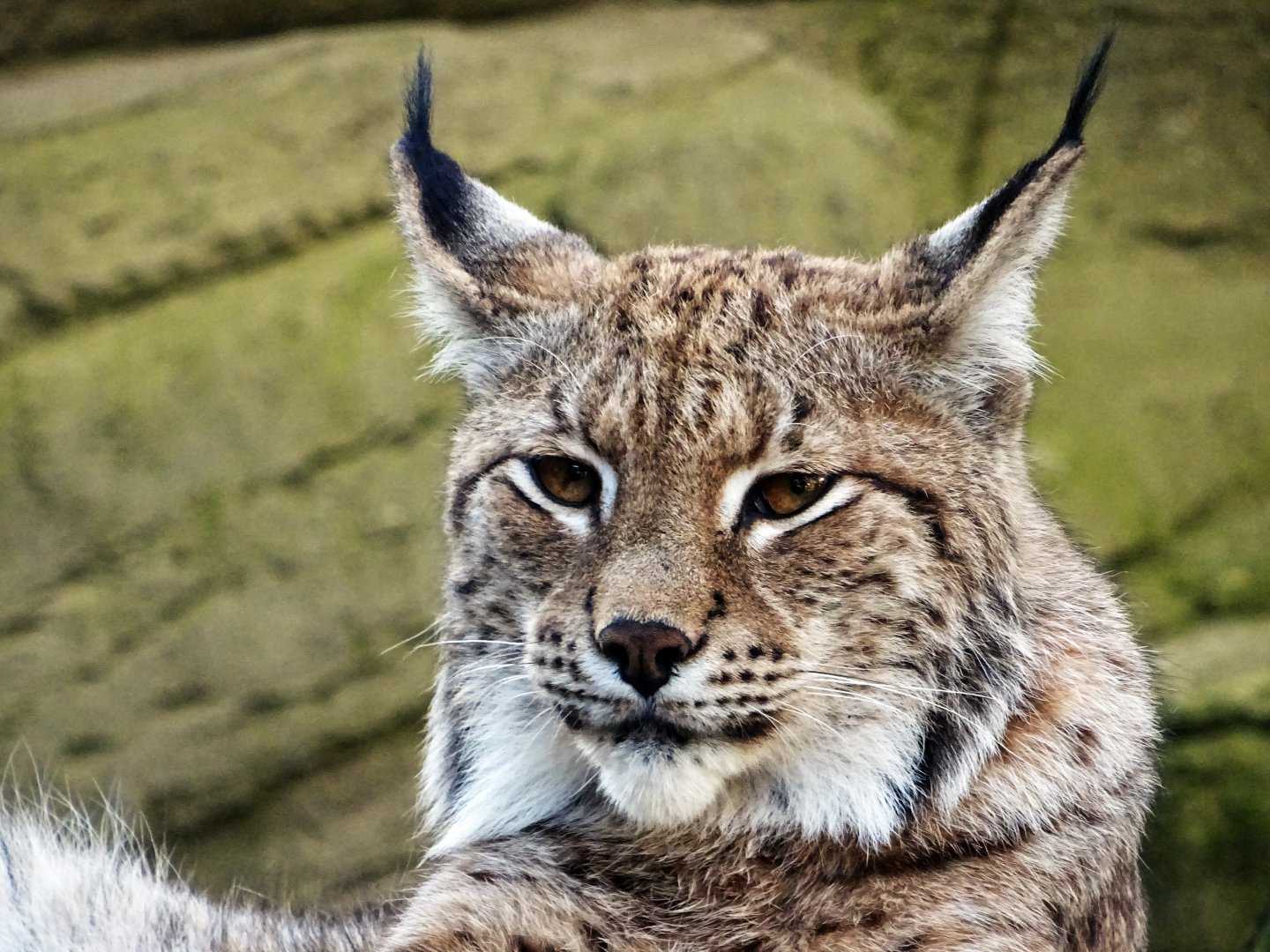 Eurasian Lynx