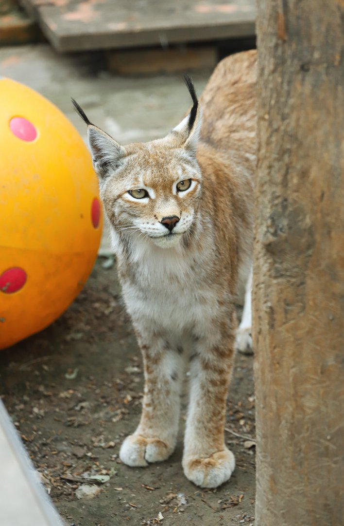 Eurasian lynx