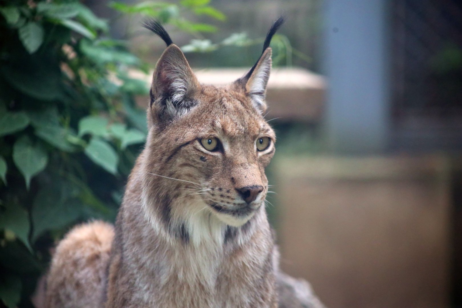 Eurasian Lynx