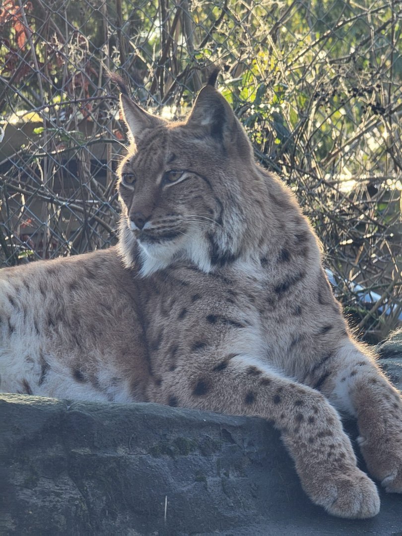 Eurasian Lynx