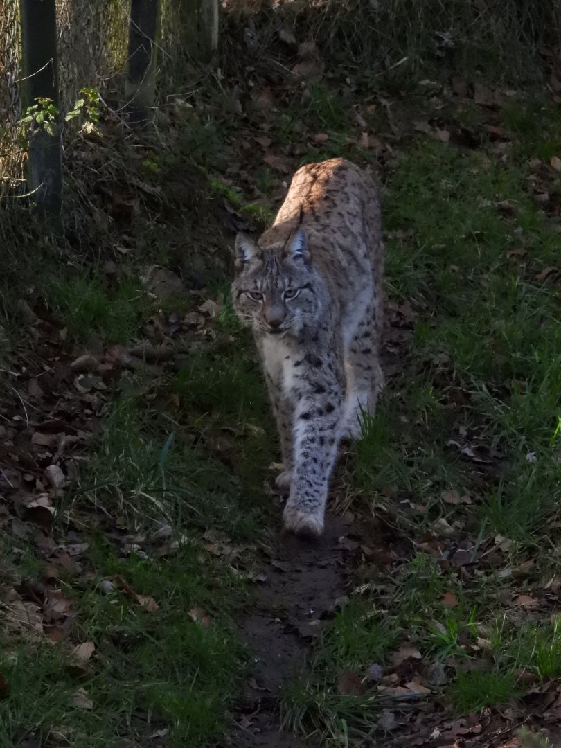 Eurasian Lynx