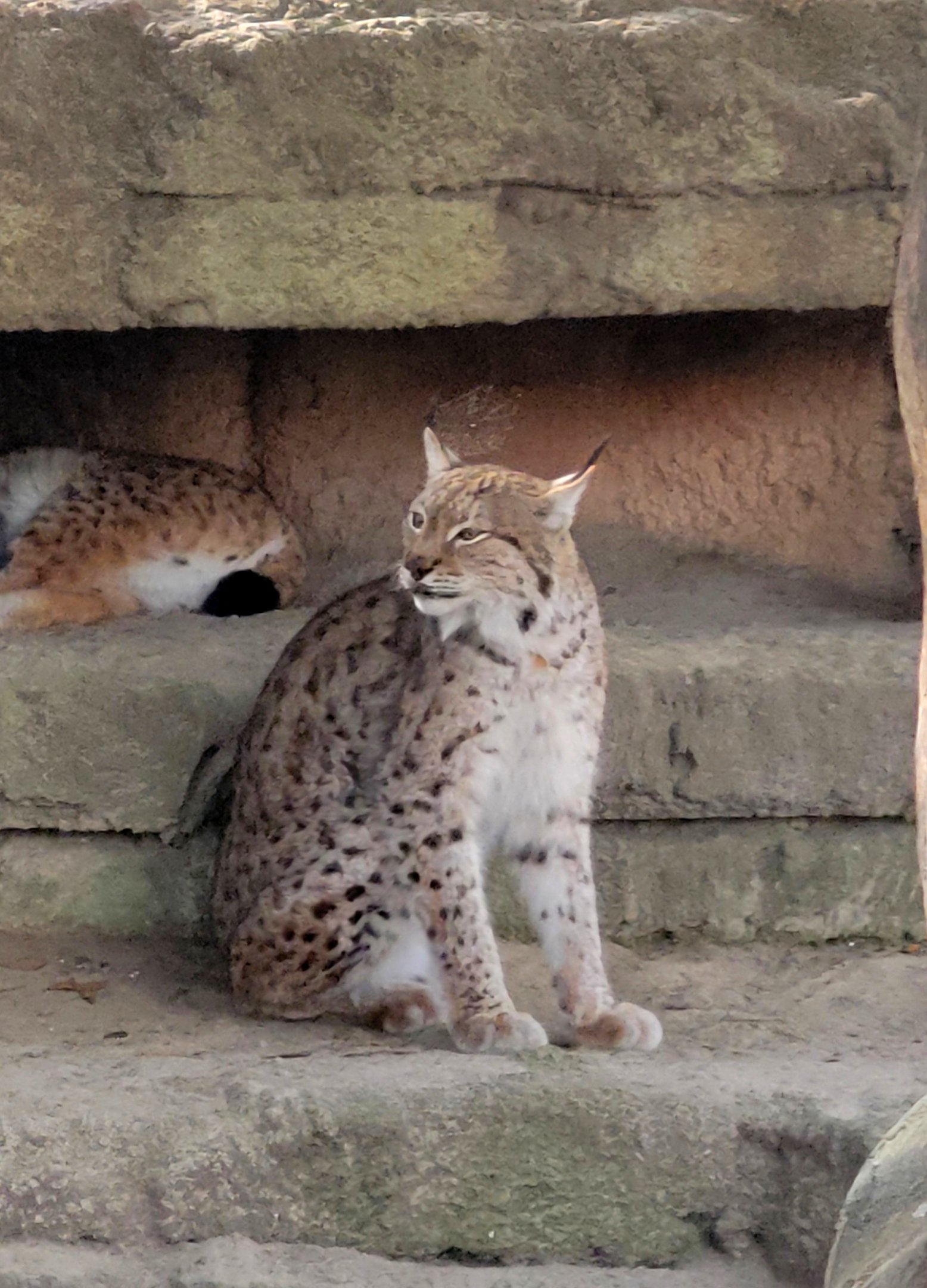 Eurasian Lynx
