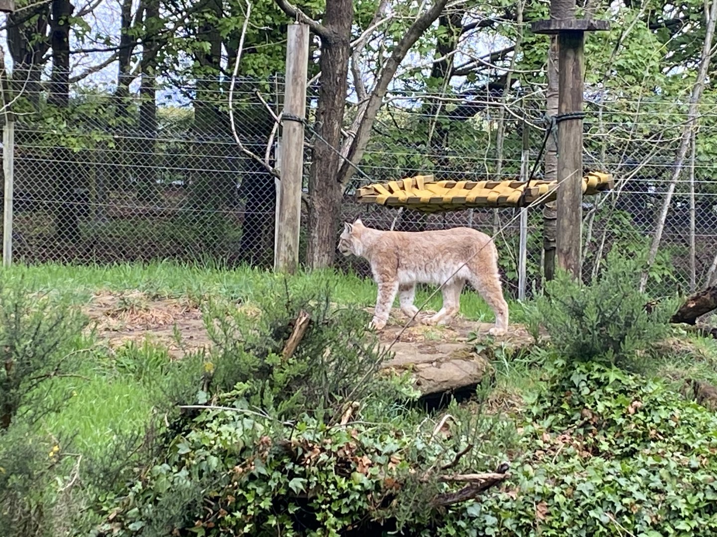 Eurasian lynx