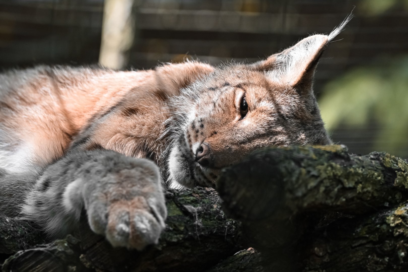 Eurasian lynx