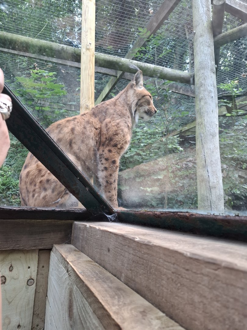 Eurasian Lynx