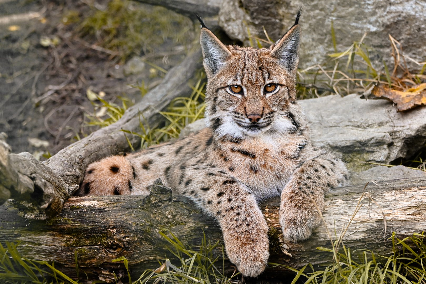 Eurasian lynx