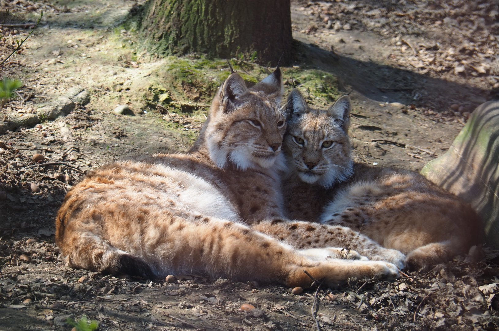 Eurasian lynxes (Lynx lynx lynx), 2019-03-30