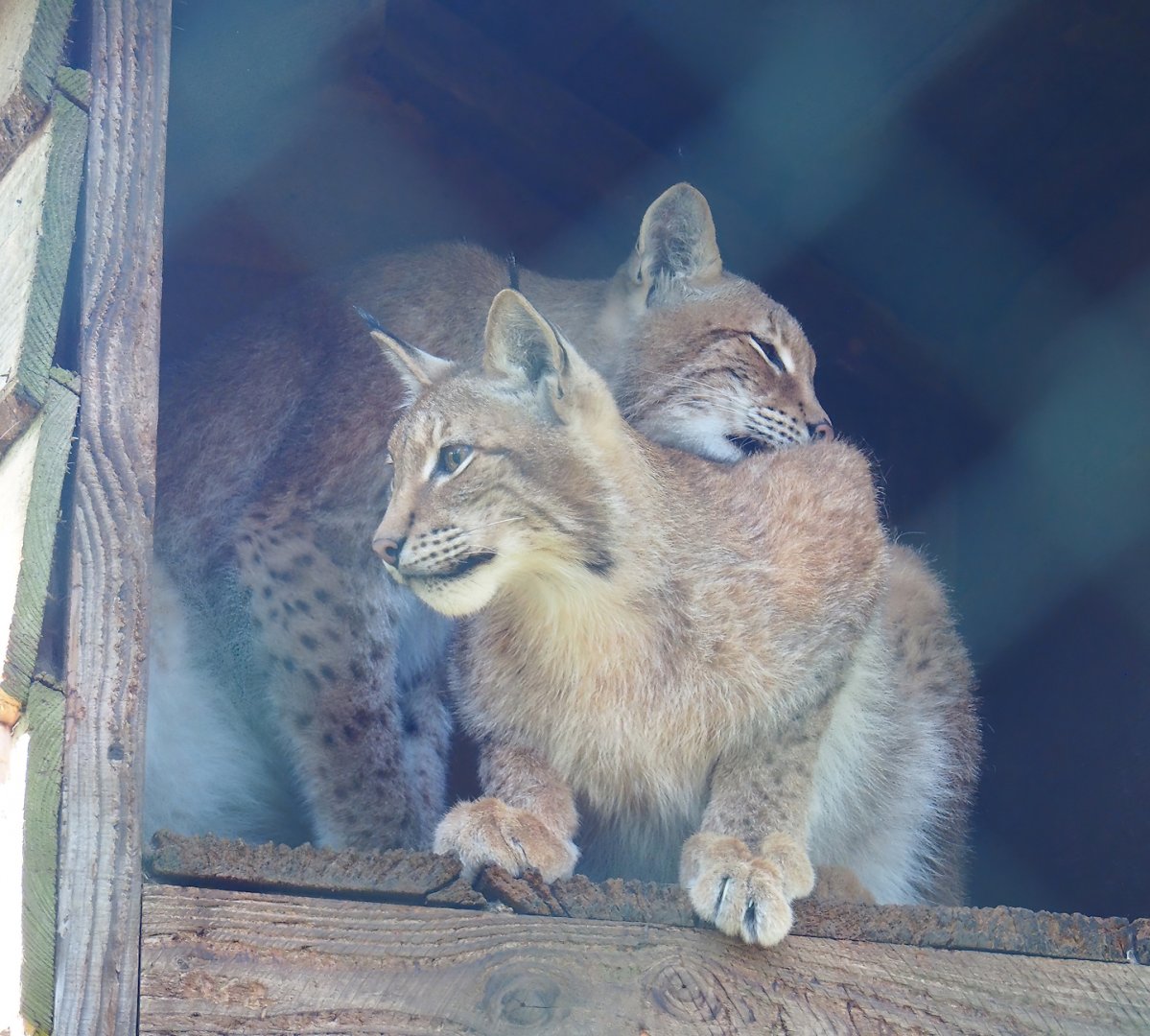 Eurasian lynxes (Lynx lynx lynx), 2023-06-24