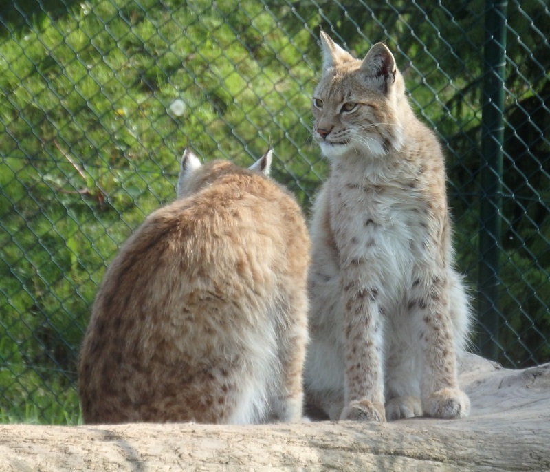 Eurasian lynxes (May 2nd, 2015)