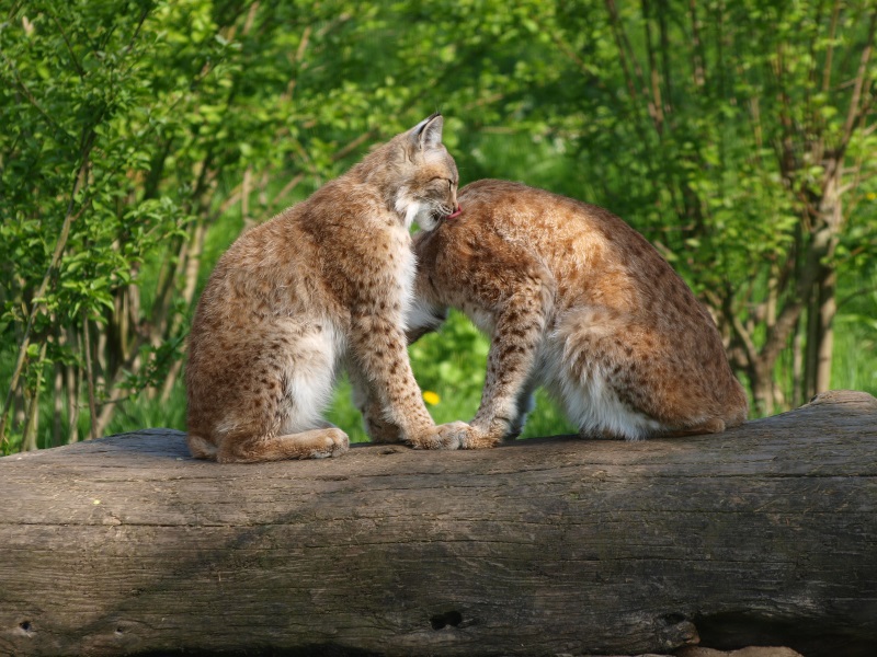 Eurasian lynxes (May 2nd, 2015)