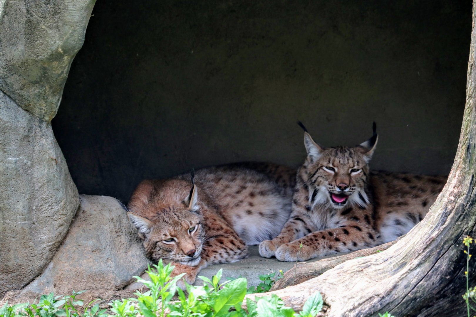 Eurasian Lynxes