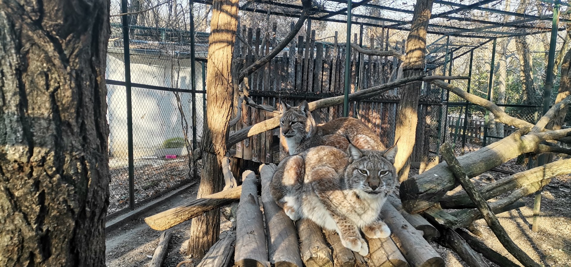 Eurasian Lynxes