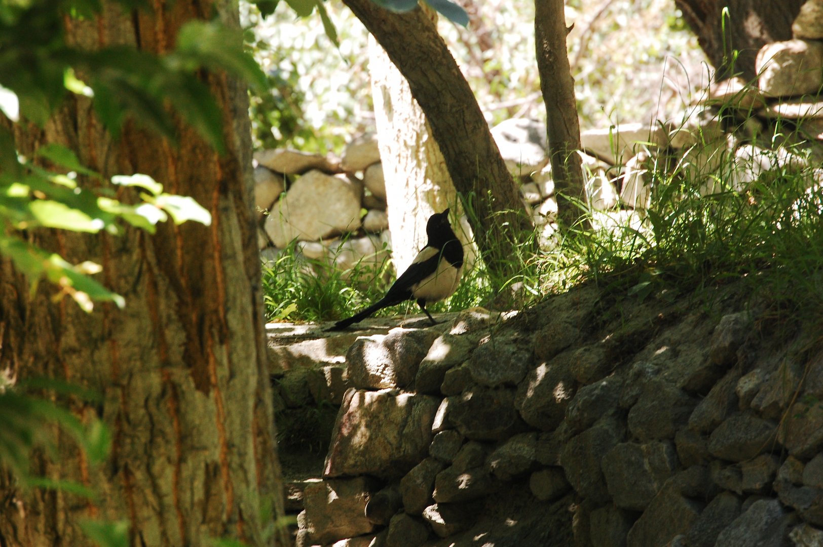 Eurasian magpie - Hunza 7/6/2019