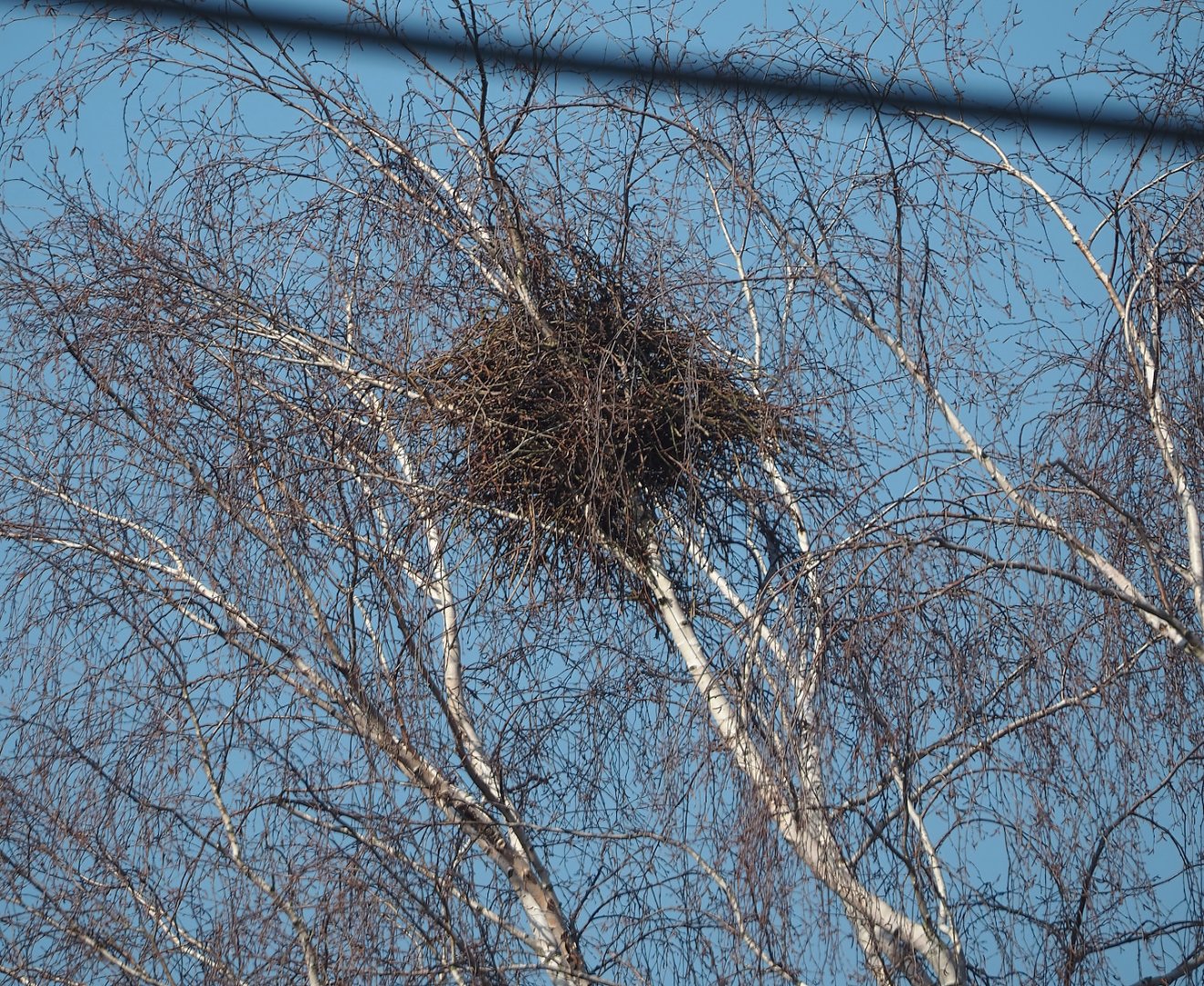 Eurasian magpie nest, 2025-03-02
