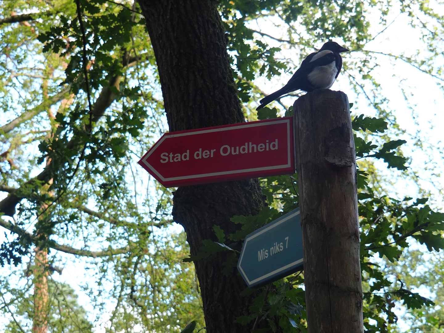 Eurasian magpie (Pica pica) on road signs