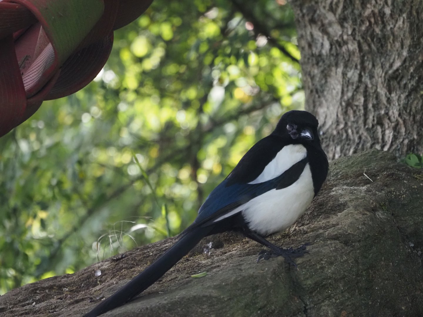 Eurasian Magpie (Wild)